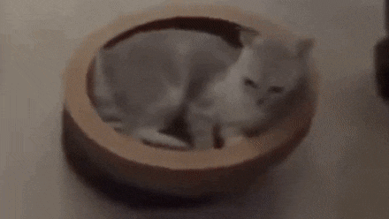 gif of a cat on a roomba. the roomba goes under a table, and the cat gets squished lightly. the Dark Souls death screen fades in